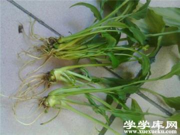水培白掌爛根怎么辦？