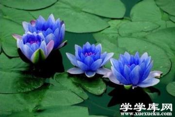 藍(lán)睡蓮的圖片