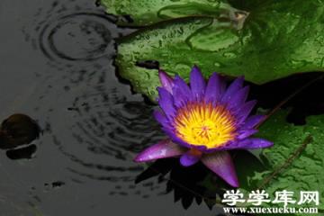 印度藍(lán)睡蓮