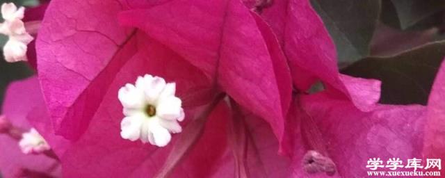 三角梅開花期間怎么施肥，施什么肥