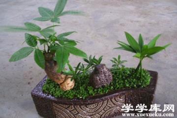 發(fā)財樹