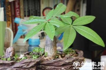 發(fā)財樹盆栽