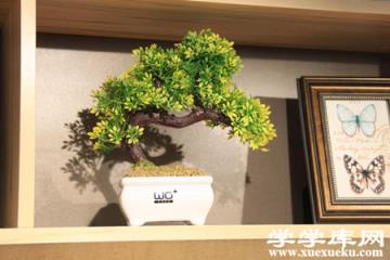 發(fā)財樹盆景