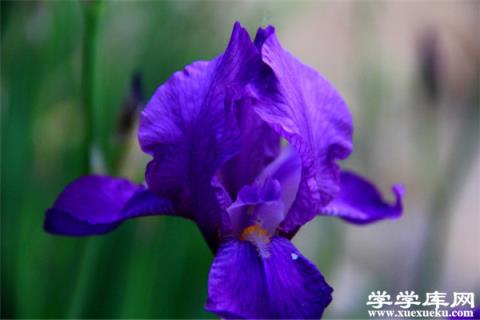 冬季臥室里養什么花比較好？這些花殺菌又除塵！