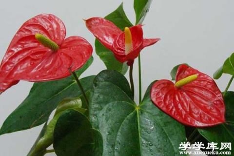 水培紅掌葉子發黑怎么辦