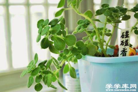 碰碰香長(zhǎng)蚧殼蟲怎么辦