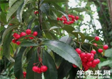朱砂根葉子干焦下垂的原因