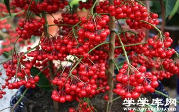 朱砂根葉子干焦下垂要怎么辦