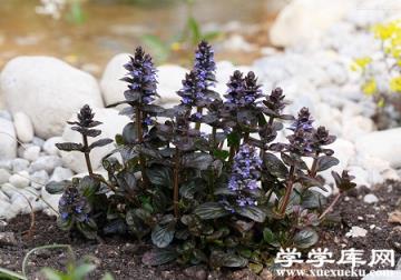 種植的環境