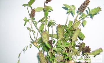 夏枯草
