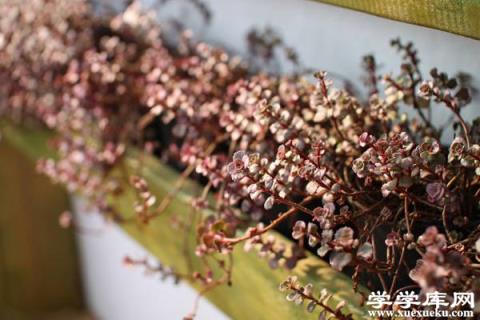 小球玫瑰怎么養(yǎng)爆盆